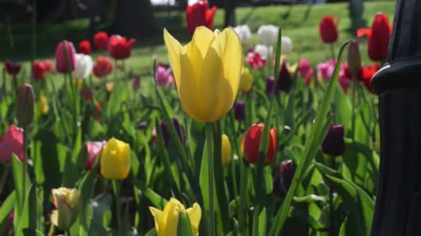 Close Tiro Tulipa Amarela — Vídeo de Stock