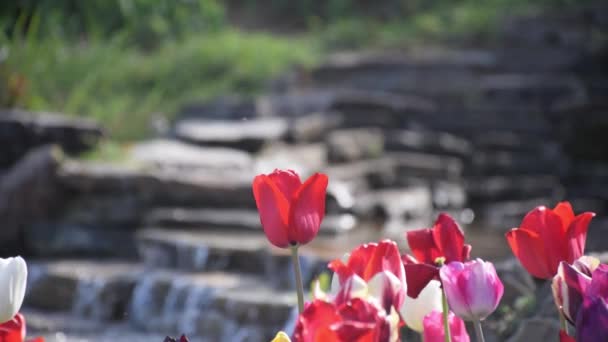 Gros Plan Tulipe Rose Dans Parc Emirgan — Video