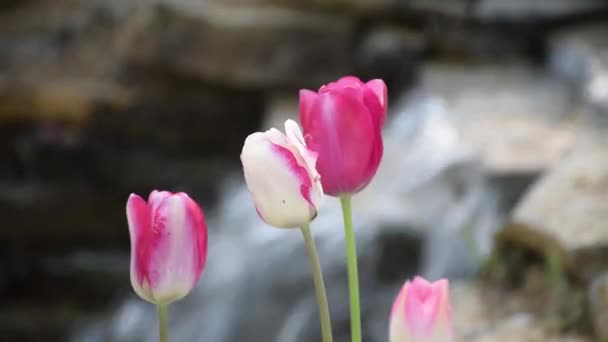 Close Tiro Tulipa Rosa Branca Emirgan Park — Vídeo de Stock