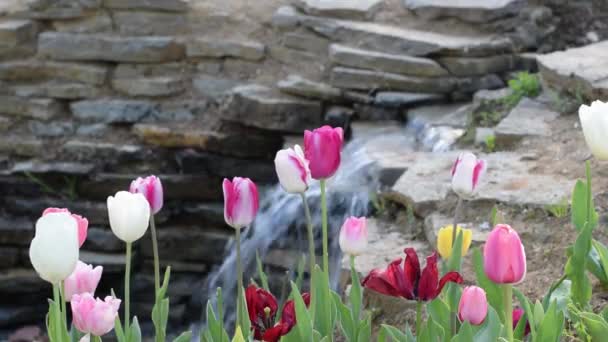 Close Tiro Tulipa Rosa Branca Emirgan Park — Vídeo de Stock
