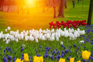 Emirgan Parkı 'nda renkli lalelerin yakın plan çekimi. Renkli lale grubu. Güneş ışığıyla aydınlatılmış renkli çiçek lalesi. Yumuşak seçici odak, lale yakın, tonlama.