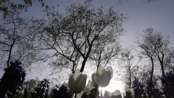 Κοντινό Πλάνο Της Λευκής Τουλίπας Στο Πάρκο Emirgan Λουλούδια Τουλίπας — Αρχείο Βίντεο