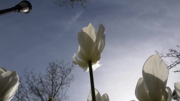 Feche Foto Tulipa Branca Parque Emirgan Flores Tulipa Florescendo Jardim — Vídeo de Stock
