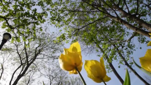 Крупним Планом Знімок Жовтих Тюльпанів Парку Емірган Квітучий Жовтий Тюльпан — стокове відео