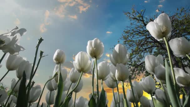 Όμορφα Ανθισμένα Λευκά Ανοιξιάτικα Τουλίπες Λουλούδια Κοντά Μια Συννεφιά Στο — Αρχείο Βίντεο