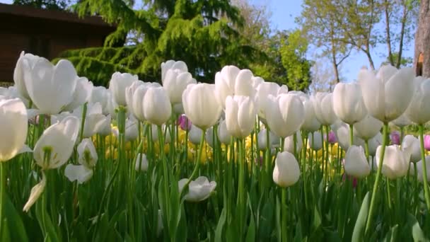 Όμορφα Ανθισμένα Λευκά Ανοιξιάτικα Τουλίπες Λουλούδια Κοντά Μια Συννεφιά Στο — Αρχείο Βίντεο
