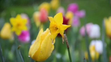 Su damlacıklı sarı nergis videosu. Yağmur sırasında sarı nergis çiçeği. Parkta büyüyen sarı nergis, yavaş rüzgarda hareket eden kafalar.