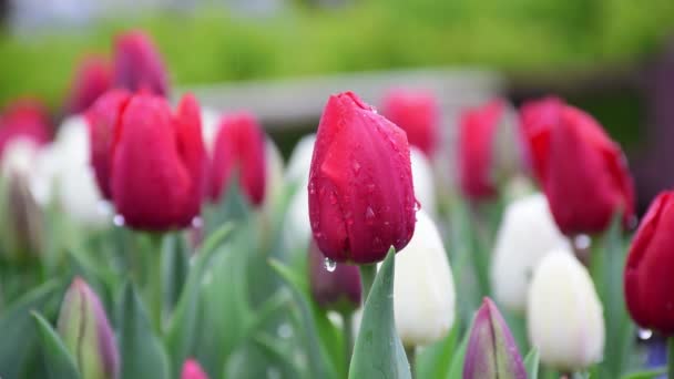 Czerwony Film Tulipanowy Kropelkami Wody Żywy Kolorowe Tulipany Kwiat Rośnie — Wideo stockowe