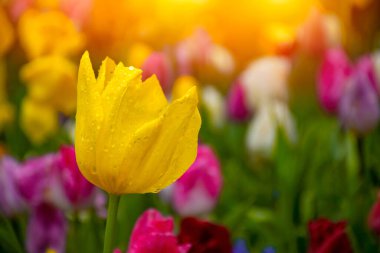 Sunset 'te su damlacıkları olan sarı laleler. Emirgan Parkı 'nda sarı lale yakın çekim. Sarı laleler gün ışığıyla aydınlanır.