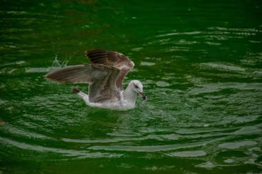Suda yüzen martı bir parça ekmek yakalıyor..