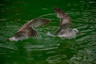 Suda yüzen martı bir parça ekmek yakalıyor..