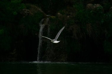 Martı gölün üzerinde uçuyor. Şelale manzaralı doğal bölgede uçan martılar..