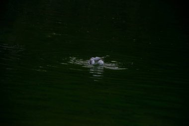 Denizde oynarken, kalkış, yüzen martılar.