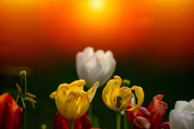 Beyaz lalenin arkasındaki yeşil gölde yüzen bulanık görünüşlü martı..