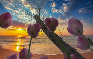 İlkbaharda açan pembe lale çiçekleri ve arka planda okyanus manzarası.