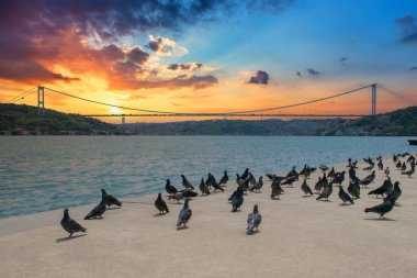 Günbatımında Boğazdaki güvercinler ve Boğaz ve Fatih Sultan Mehmet Köprüsü manzarası. İstanbul 'da Yüksek Kaliteli Güvercin Fotoğrafları.