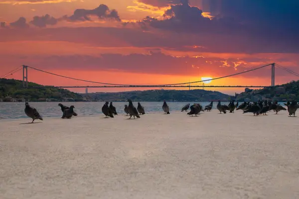 stock image Pigeons on the Bosphorus at sunset and view of the Bosphorus and Fatih Sultan Mehmet Bridge. High Quality Pigeon Photos in The Istanbul City.