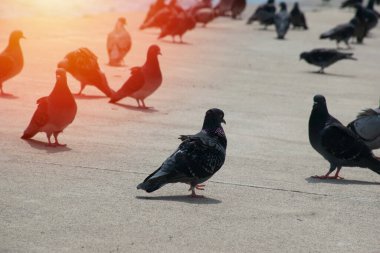 Boğazdaki güvercinler ve arka planda Boğaziçi ve Fatih Sultan Mehmet Köprüsü manzarası. İstanbul 'da Yüksek Kaliteli Güvercin Fotoğrafları.