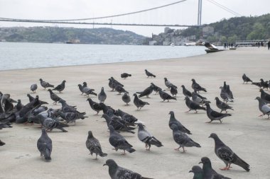 Boğazdaki güvercinler ve arka planda Boğaziçi ve Fatih Sultan Mehmet Köprüsü manzarası. İstanbul 'da Yüksek Kaliteli Güvercin Fotoğrafları.