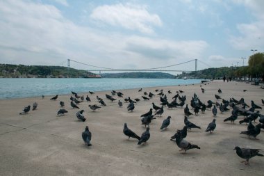 Boğazdaki güvercinler ve arka planda Boğaziçi ve Fatih Sultan Mehmet Köprüsü manzarası. İstanbul 'da Yüksek Kaliteli Güvercin Fotoğrafları.