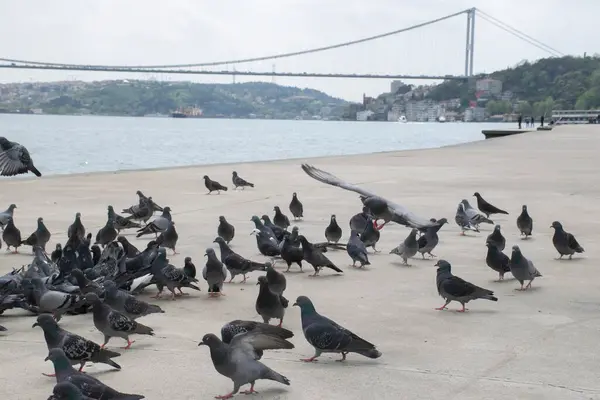 stock image Pigeons on the Bosphorus and the view of the Bosphorus and Fatih Sultan Mehmet Bridge in the background. High Quality Pigeon Photos in The Istanbul City.