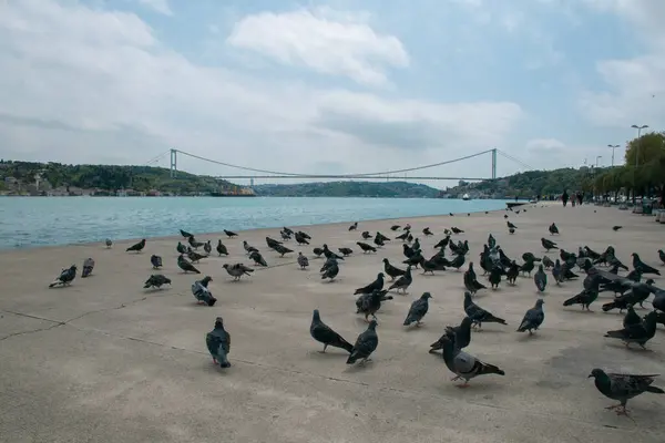 stock image Pigeons on the Bosphorus and the view of the Bosphorus and Fatih Sultan Mehmet Bridge in the background. High Quality Pigeon Photos in The Istanbul City.