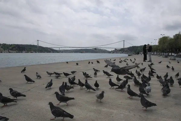 stock image 18.04.2024, Istanbul, Turkey: Pigeons, people on the Bosphorus and the view of the Bosphorus and Fatih Sultan Mehmet Bridge in the background