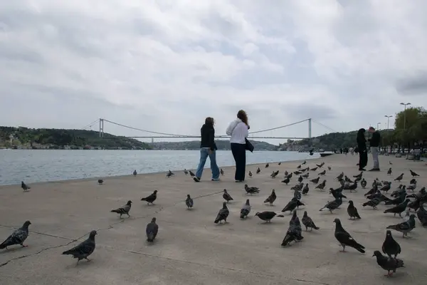 stock image 18.04.2024, Istanbul, Turkey: Pigeons, people on the Bosphorus and the view of the Bosphorus and Fatih Sultan Mehmet Bridge in the background