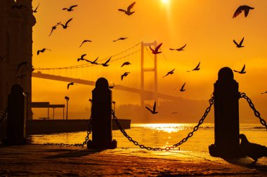 Sisli bir sabahta boğazın üzerinde uçan güvercinler. 15 Temmuz Şehitler Köprüsü ve Ortaklık Camii siste. 