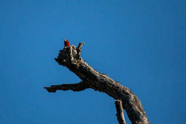 Pájaro Carpintero Pelirrojo Melanerpes Erythrocephalus Trepando Árbol Área Conservación Walter — Foto de Stock