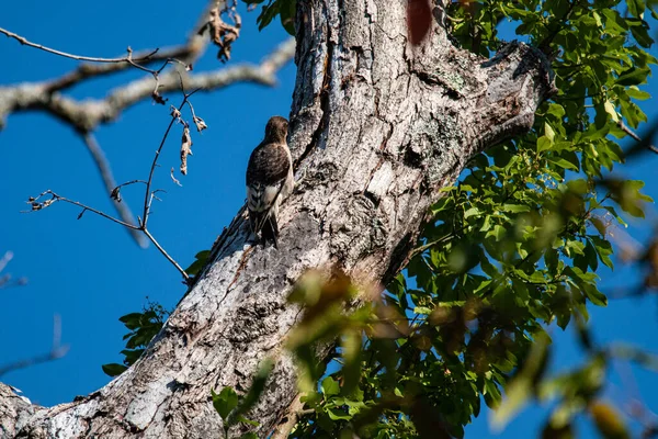 Red Headed Woodpecker Melanerpes Erythrocephalus Climbing Tree Walter Woods Conservation — Stock Photo, Image