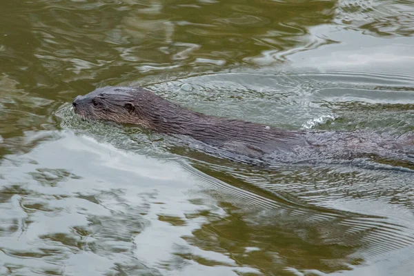 Family North American River Otters Lontra Canadensis Wildcat Glades Joplin — Stock Photo, Image