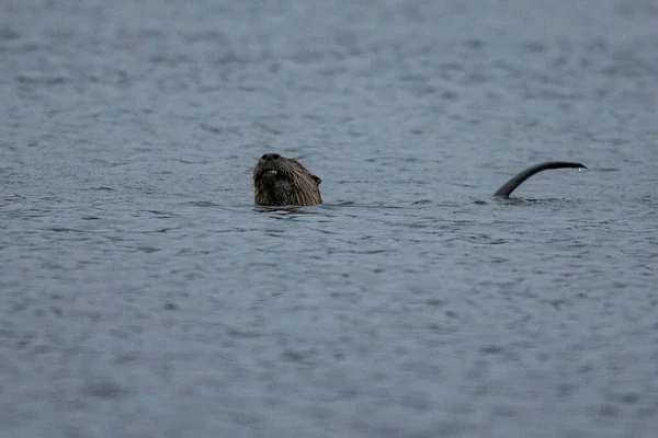 ของแม าอเมร กาเหน Otters Contract Canadensis Wildcat Glades Joplin Missouri — ภาพถ่ายสต็อก