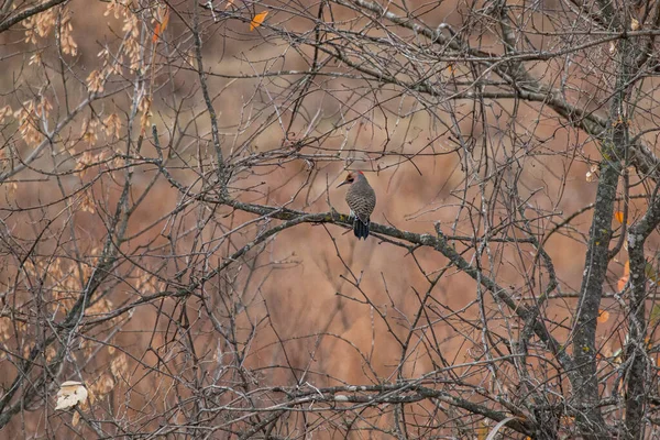 미주리 조플린의 Wildcat Glades에서 나무에 앉아있는 플리커 Colaptes Auratus — 스톡 사진