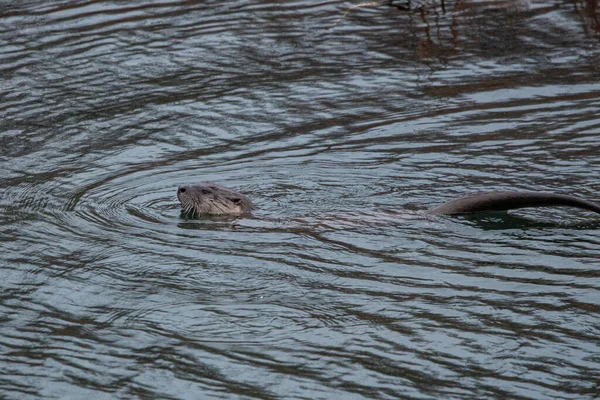 Pair North American River Otters Lontra Canadensis Wildcat Glades Joplin — Stock Photo, Image