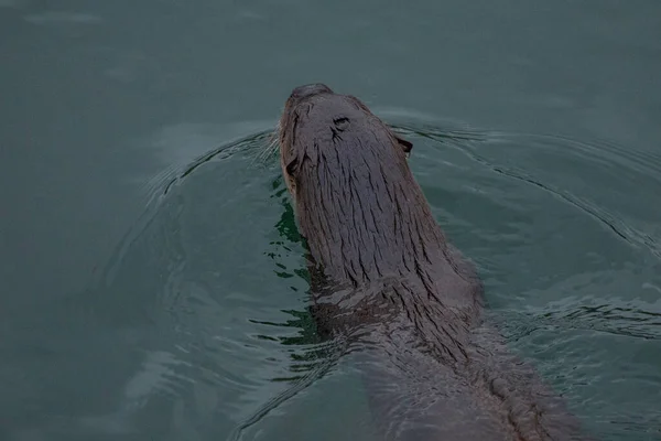 Sepasang Otters Sungai Amerika Utara Lontra Canadensis Wildcat Glades Joplin — Stok Foto