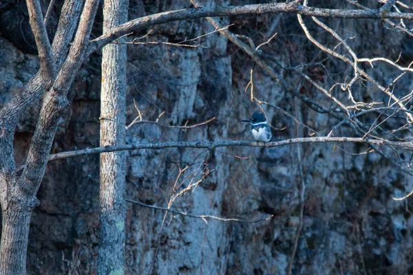 Belted Kingfisher Megaceryle Alcyon Sitting Tree Wildcat Glades Joplin Missouri — Stock Photo, Image