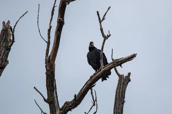 Avvoltoio Nero Coragyps Atratus Seduto Albero Nella Walter Woods Conservation — Foto Stock