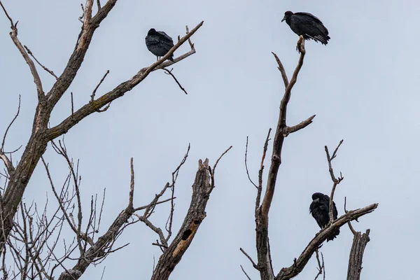 Abutres Negros Coragyps Atratus Sentados Árvores Área Conservação Walter Woods — Fotografia de Stock