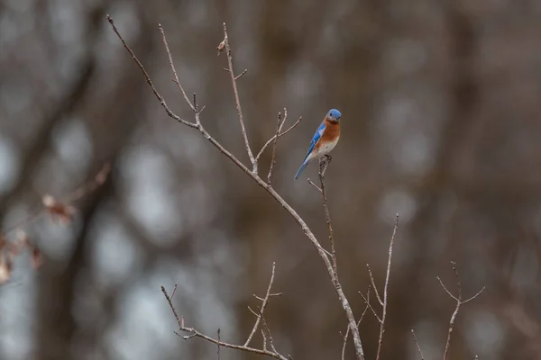 Pájaro Azul Oriental Sialia Sialis Sentado Árbol Monumento Nacional George —  Fotos de Stock