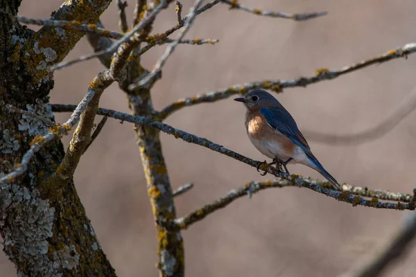 Merle Bleu Est Sialia Sialis Assis Dans Arbre Parc Center — Photo