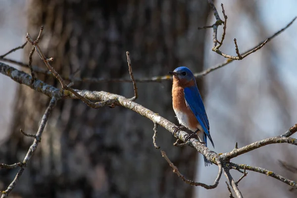 Uccello Azzurro Orientale Sialia Sialis Seduto Sull Albero Center Creek — Foto Stock