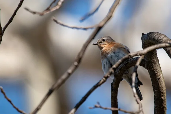 Východní Bluebird Sialia Sialis Sedí Stromě Schermerhorn Park Galeně Kansas — Stock fotografie