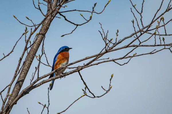 密苏里州乔普林市野猫冰川的树上 栖息着一只东方蓝鸟 Sialia Sialis — 图库照片