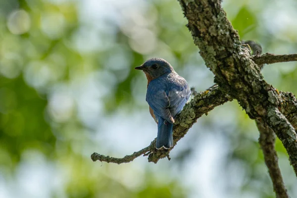 Östlicher Blauvogel Sialia Sialis Sitzt Einem Baum Auf Den Wildcat — Stockfoto