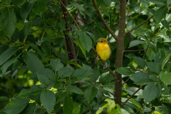 Yellow Warbler Setophaga Petechia Sitting Tree Wildcat Glades Joplin Missouri — Stock Photo, Image