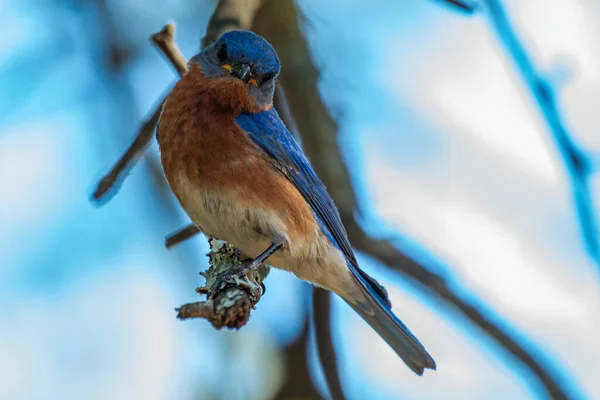Východní Bluebird Sialia Sialis Sedí Stromě Dvorku Joplin Missouri — Stock fotografie