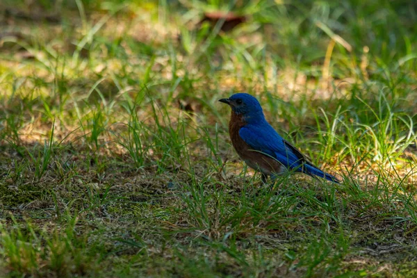 Östlicher Blauvogel Sialia Sialis Sitzt Auf Dem Boden Hinterhof Joplin — Stockfoto