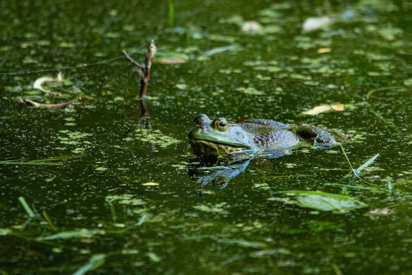 密苏里州乔治华盛顿卡弗国家纪念碑池塘中的美洲牛蛙 Lithobates Catesbeianus — 图库照片