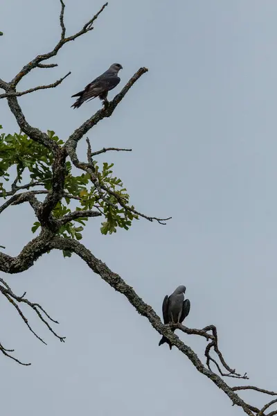 Mississippi Kites Ictinia Mississippiensis Sentado Árvore Center Creek Park Carl — Fotografia de Stock